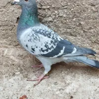 نرکفتر پولکی|پرنده|قائن, |دیوار