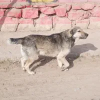 سگ .|سگ|شیروان (خراسان), |دیوار