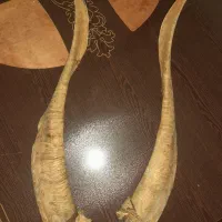 فروش شاخ گاو شاخ بز