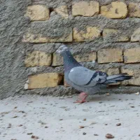 سرور|پرنده|یزد, |دیوار