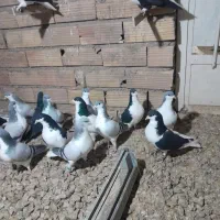 بدرنگ نر|پرنده|بوئین زهرا, |دیوار