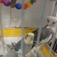 دوعددعروس هلندی دربلوارتوس