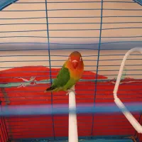 یک عدد طوطی برزیلی تقربیا ۸ ماهه با قفس ۷۰۰تومان