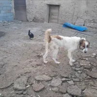 سگ بومی