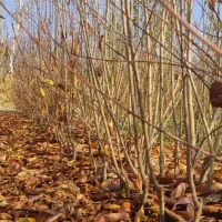 فروش انواع نهال های پیوندی|خدمات باغبانی و درختکاری|اصفهان, شاهزاده ابراهیم|دیوار