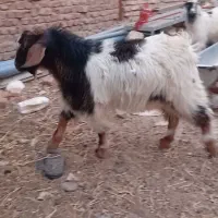 بزغاله نر 6ماههشه ولی ماشالله چاق