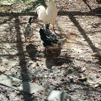 دوعددمرغ چهلتاج ریشی تخم گذار