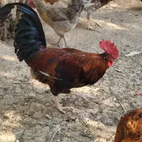 حراج نوچه مرغ وخروس