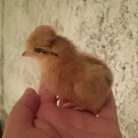جوجه گلپایگان۲۱روزه