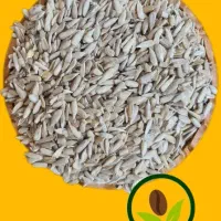 راهنمایی مغز تخمه