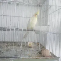 عروس هلندی لوتینیو نر