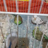 ۵عدد مرغ عشق سرحال دونه ای ۱۳۰هزار|پرنده|چناران, |دیوار