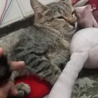 واگذاری رایگان گربه