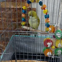 راهب|پرنده|کرج, باغستان|دیوار