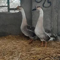 غوغاز|حیوانات مزرعه|گرگان, |دیوار