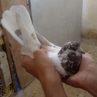 یه عدد نره بدرد بخور