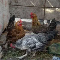 مرغ تخمگزار جوان