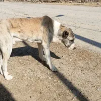 سگ فروشی|سگ|شیروان (خراسان), |دیوار