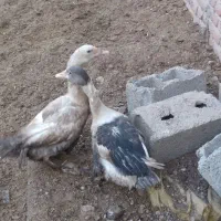 دو عدد غاز نر و ماده به فروش میرسد جوان