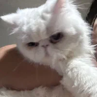 گربه نر|گربه|رشت, نظری|دیوار