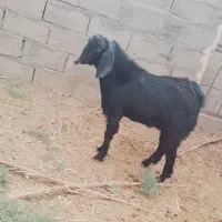 ستا بره ویک کهره ودوتا میش|حیوانات مزرعه|بیرجند, |دیوار