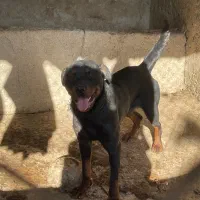 رود جفت نر و ماده|سگ|بهشهر, |دیوار