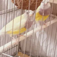 دو عدد فنچ نر گلدین