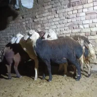 میش