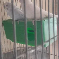 ماکت مرغ عشق