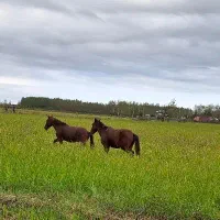 فروش دو عدد اسب کهر ۱۸ ماهه