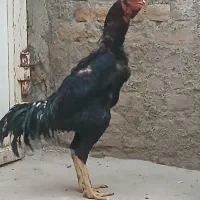 خروس لاری|حیوانات مزرعه|تبریز, |دیوار