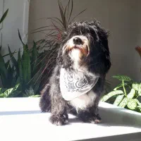 سگ نژاد پودل ماده عقیم سازی انجام شده