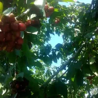 باسلام حدود700کیلوگیلاس فرنگی