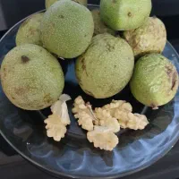 گردوزنی