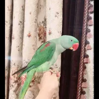 شاه طوطی نر رام و دستی