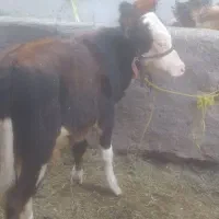 گاو طلا|حیوانات مزرعه|بم, |دیوار