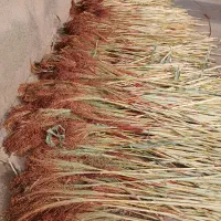 جارو محلی