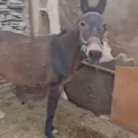 قاطر ماده