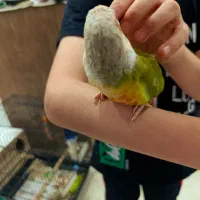 طوطی گیرینچیک|پرنده|تهران, دستغیب|دیوار