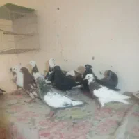 20 عدد کبوتر رنگی 20 عدد معمولی 20 عدد پلاکی