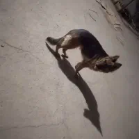 سگ ژرمن شپرد اصیل|سگ|یزد, |دیوار