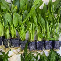 گیاه طبیعی/ماهی /دارو /آکواریوم رسید|ماهی|اردبیل, |دیوار