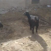 بز و بزغاله|حیوانات مزرعه|بیستون, |دیوار