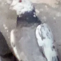 کفتر پلاکی