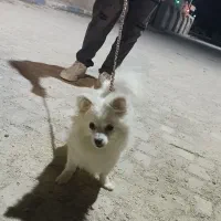 سگ پامر روباهی