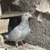 سلام دوستان یک نر ماده سار سیاه خوشگل|پرنده|تربت‌حیدریه, مورشک|دیوار