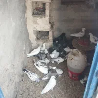 کبوتر خوب پرواز|پرنده|سیه رود, |دیوار