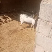 بز و کهره|حیوانات مزرعه|لامرد, |دیوار