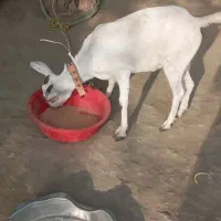 گیسه فروشی|حیوانات مزرعه|میناب, |دیوار