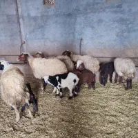 پنچ راس گوسفند میش و بره مالچه